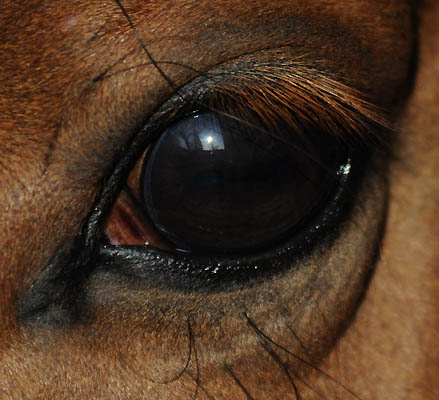 Horse eye